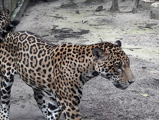 Complejo de Quistococha Iquitos