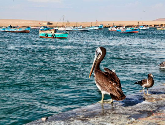 Puerto de Paracas